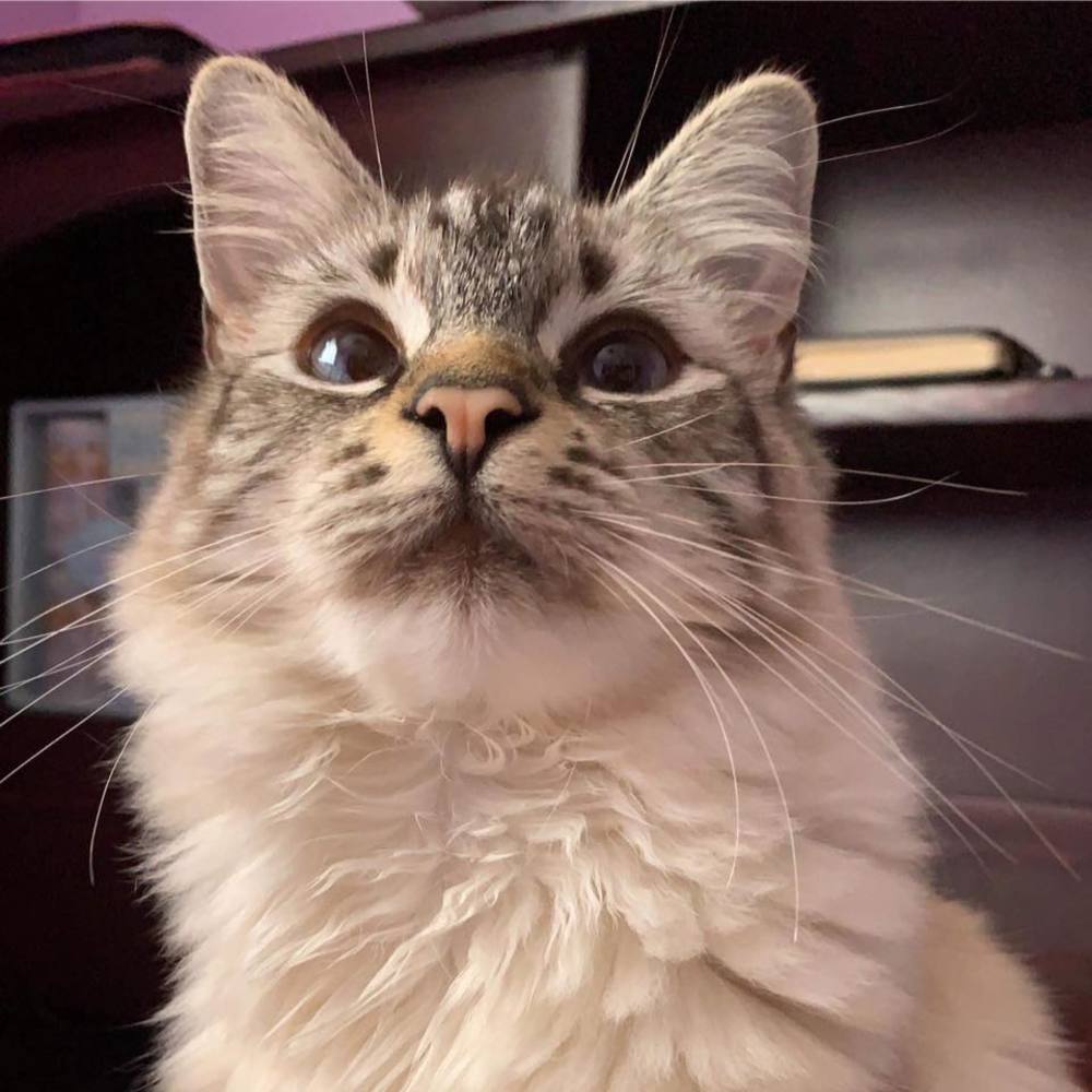 Meet your Posher, Alexita